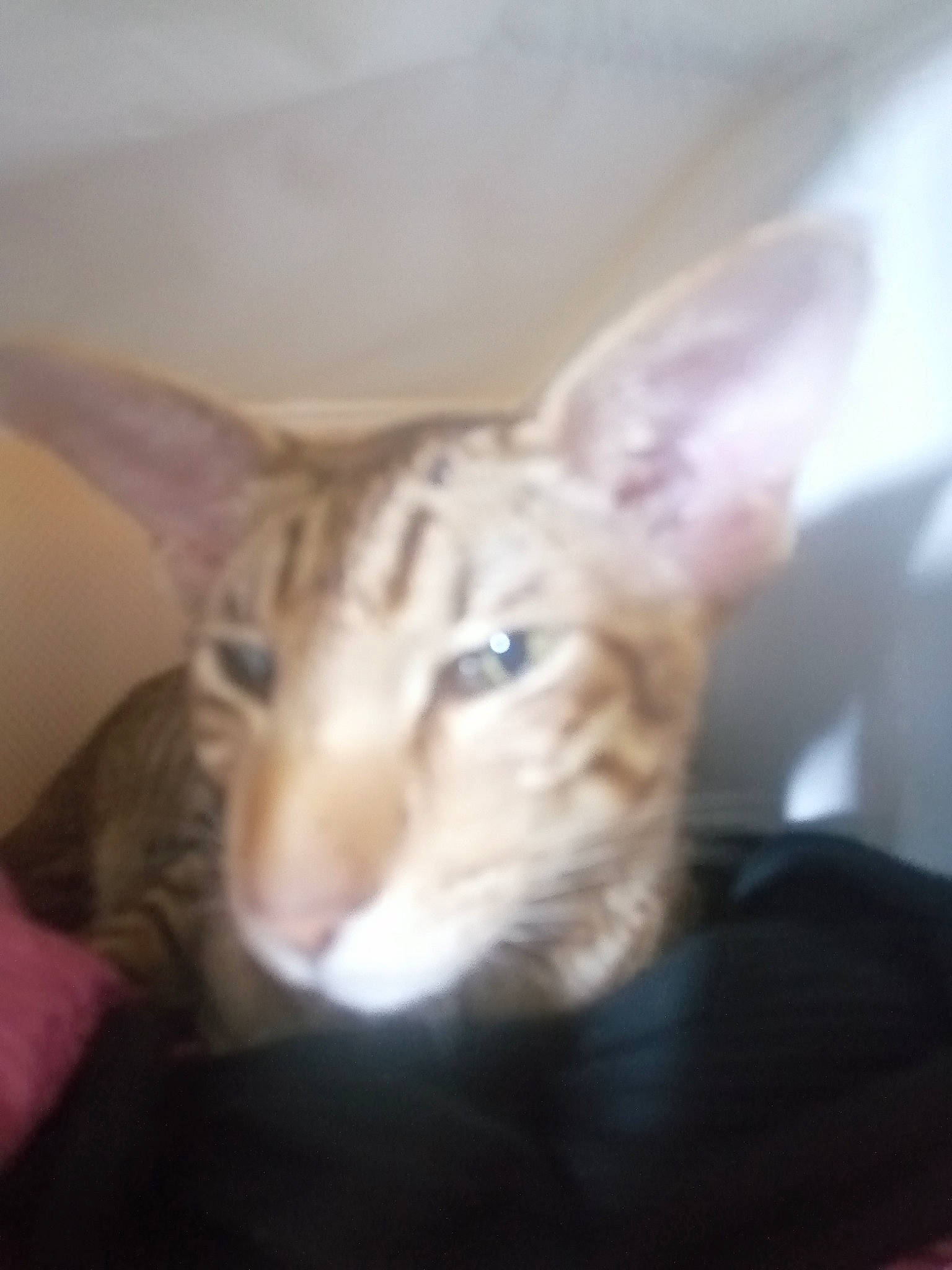 Mistinguett a rejoint le concours — aidez-le/la à gagner de superbes lots ! carnivore, cat, domestic_short_haired_cat, ear, fawn, felidae, fur, jaw, paw, small_to_medium_sized_cats, snout, tail, terrestrial_animal, whiskers