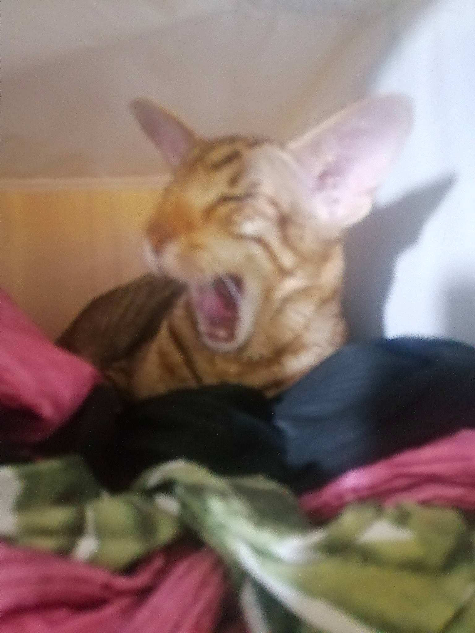 Mistinguett a rejoint le concours — aidez-le/la à gagner de superbes lots ! bed, carnivore, cat, claw, comfort, companion_dog, dog_breed, domestic_short_haired_cat, ear, fang, fawn, felidae, fur, linens, magenta, nap, paw, small_to_medium_sized_cats, whiskers, yawn