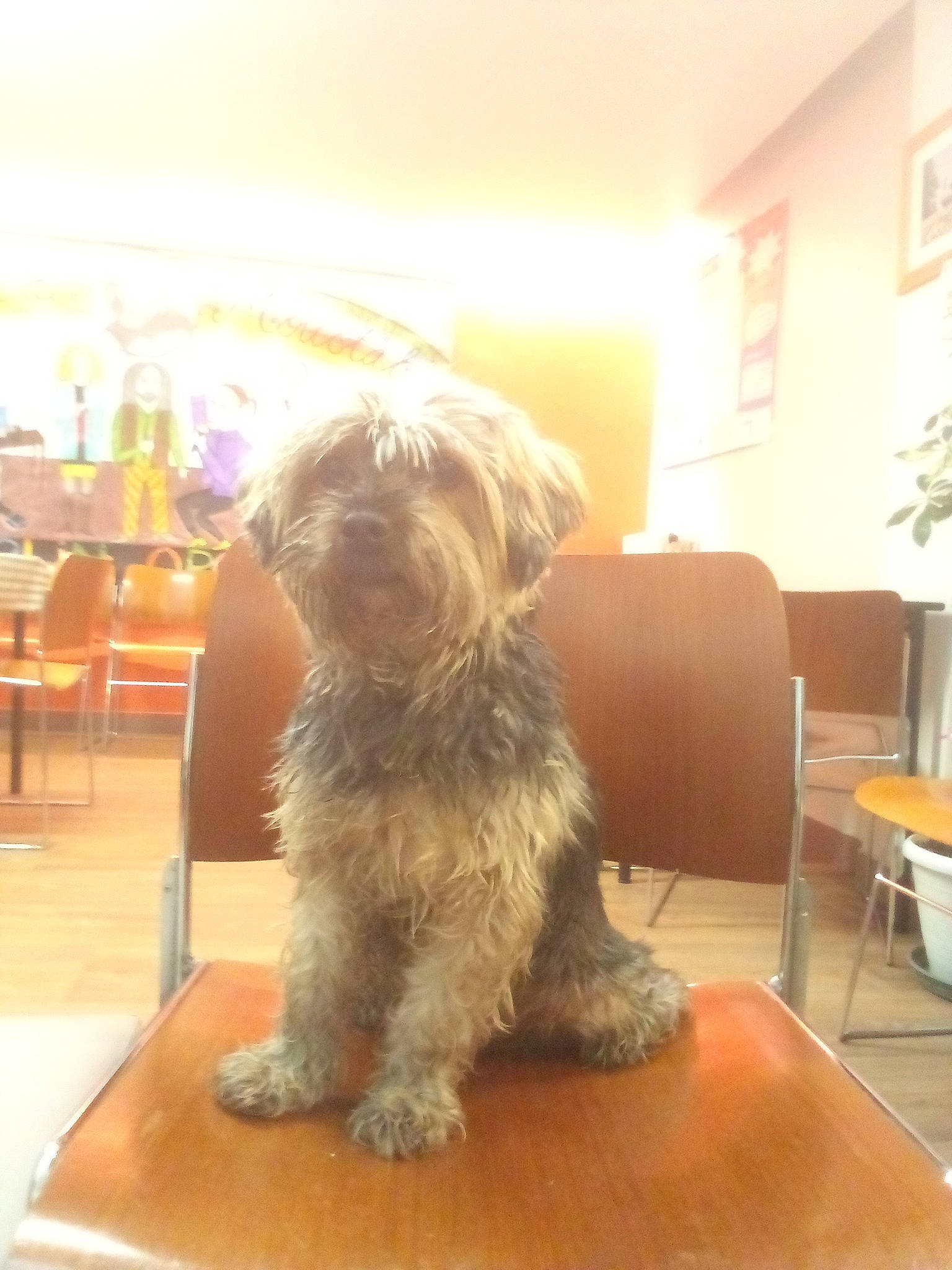 Garou a rejoint le concours — aidez-le/la à gagner de superbes lots ! canidae, carnivore, chair, companion_dog, dog, dog_breed, flooring, fur, furniture, houseplant, liver, plant, small_terrier, snout, sporting_group, table, terrier, toy_dog, window, working_animal