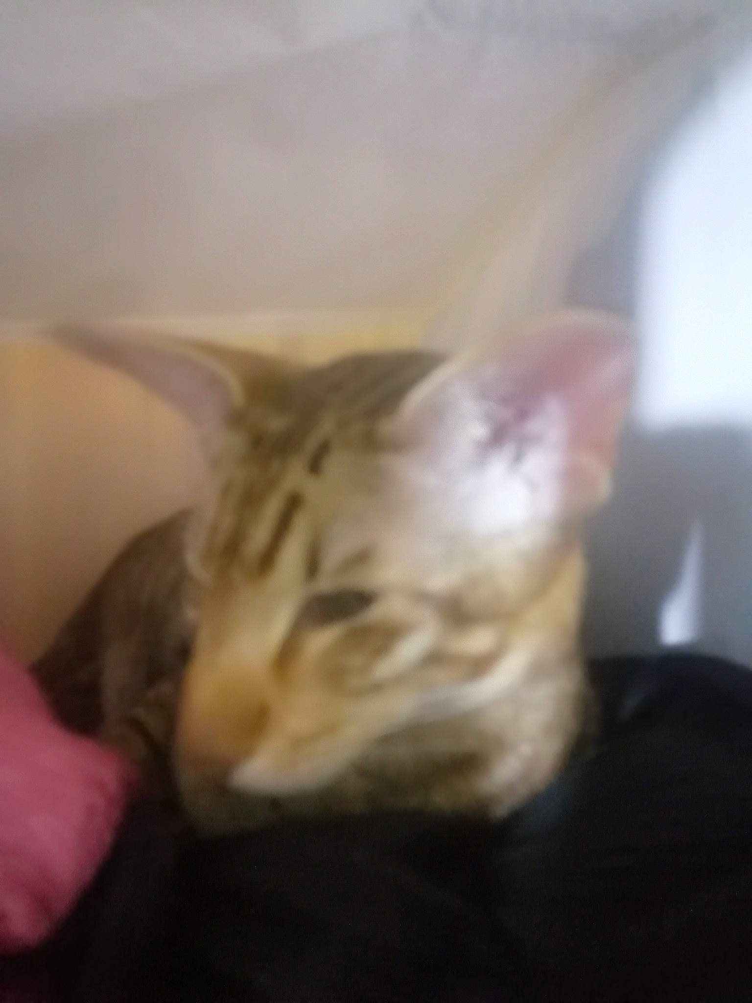 Mistinguett a rejoint le concours — aidez-le/la à gagner de superbes lots ! carnivore, cat, comfort, domestic_short_haired_cat, ear, fawn, felidae, fur, gesture, head, nail, paw, small_to_medium_sized_cats, snout, thumb, whiskers