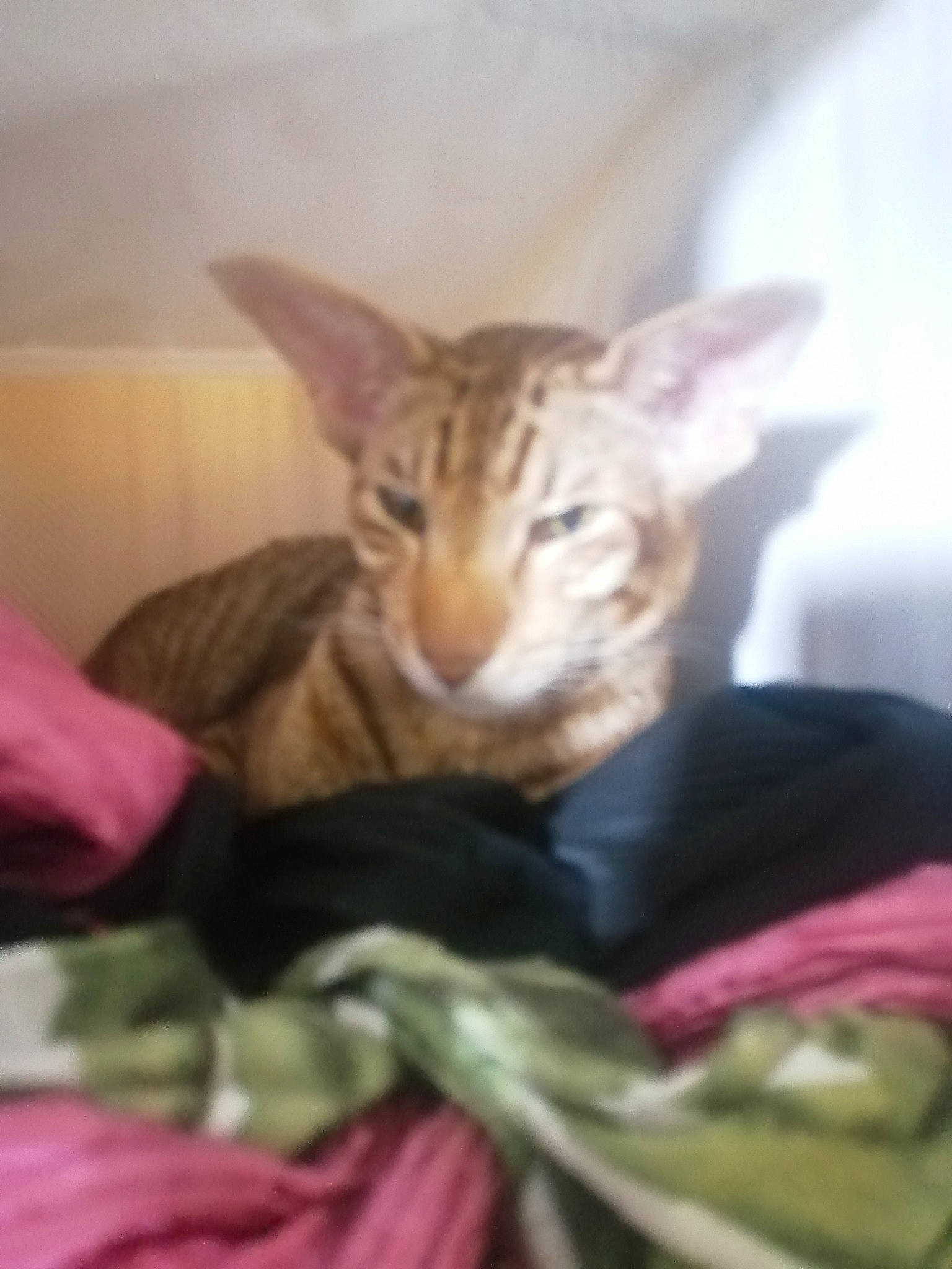 Mistinguett a rejoint le concours — aidez-le/la à gagner de superbes lots ! carnivore, cat, comfort, domestic_short_haired_cat, fawn, felidae, fur, linens, small_to_medium_sized_cats, snout, terrestrial_animal, vertebrate, whiskers