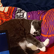 Lawson a rejoint le concours — aidez-le/la à gagner de superbes lots ! cat, sleeping, bed, pillow, blanket, laptop, indoor, cozy, gray_cat, white_paws, resting, pet, feline, soft_fabric, electronics, colorful, relaxation, comfort, home, quiet