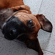 Apollon participe au concours pour gagner de l'argent avec cette photo : dog, pet, floor, tile, brown_coat, black_muzzle, lying_down, ears, close_up, animal, domestic_animal, curious, expressive_eyes, fur, portrait, indoor, looking_up, canine, companion, resting