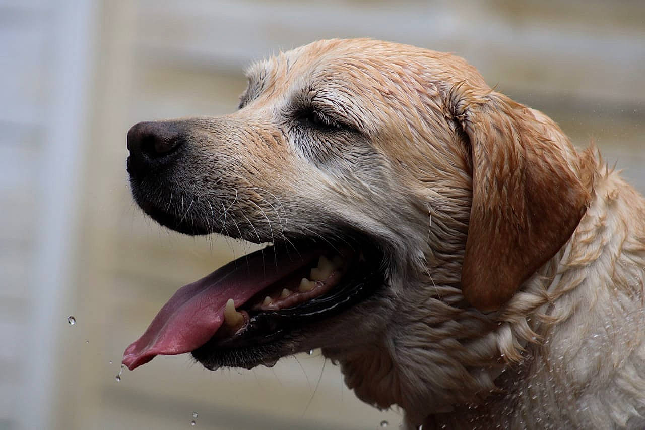 Gessy participe au concours pour gagner de l'argent avec cette photo : biting, canidae, carnivore, collar, companion_dog, dog, dog_breed, fang, fawn, fur, gun_dog, plant, retriever, snout, sporting_group, terrestrial_animal, water, whiskers, wildlife, working_dog