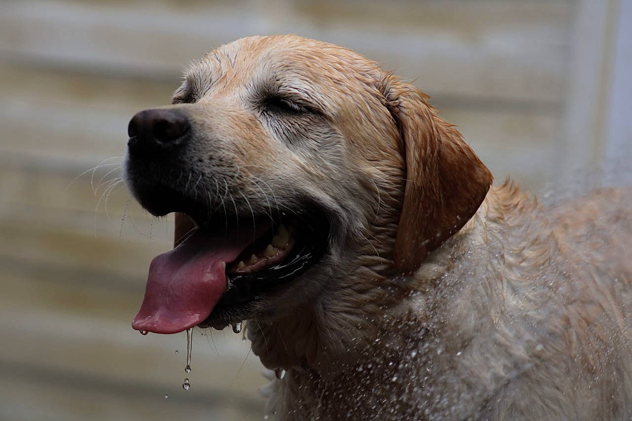 Gessy participe au concours pour gagner de l'argent avec cette photo : biting, canidae, carnivore, companion_dog, dog, dog_breed, dog_collar, fang, fawn, fur, gun_dog, labrador_retriever, retriever, snout, sporting_group, terrestrial_animal, water, whiskers, wildlife, working_dog