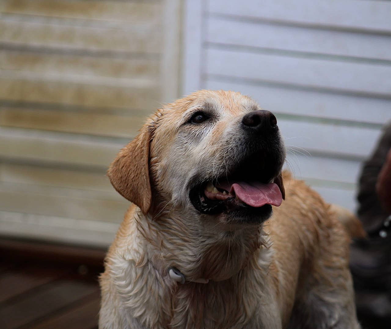 Gessy participe au concours pour gagner de l'argent avec cette photo : ancient_dog_breeds, canidae, carnivore, companion_dog, dog, dog_breed, fang, fawn, fur, golden_retriever, gun_dog, labrador_retriever, retriever, snout, sporting_group, terrestrial_animal, whiskers, wood, working_animal, working_dog