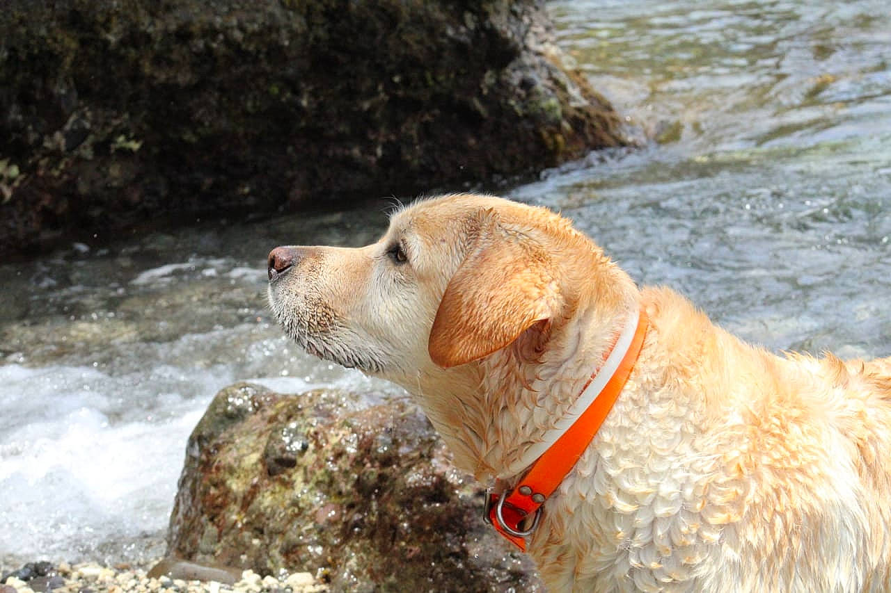 Gessy participe au concours pour gagner de l'argent avec cette photo : canidae, carnivore, collar, companion_dog, dog, dog_breed, dog_collar, dog_supply, fawn, gun_dog, lake, leash, nature, pet_supply, rock, snout, sporting_group, tail, water, working_animal