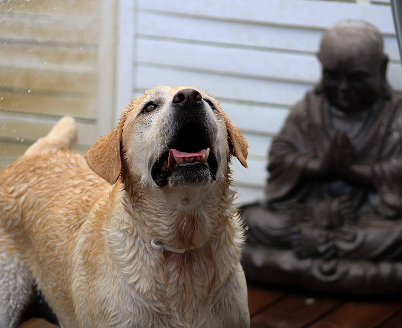 Gessy participe au concours pour gagner de l'argent avec cette photo : ancient_dog_breeds, animal_shelter, canidae, carnivore, collar, companion_dog, dog, dog_breed, fawn, fur, golden_retriever, pet_supply, retriever, snout, sporting_group, terrestrial_animal, whiskers, wood, working_animal, working_dog