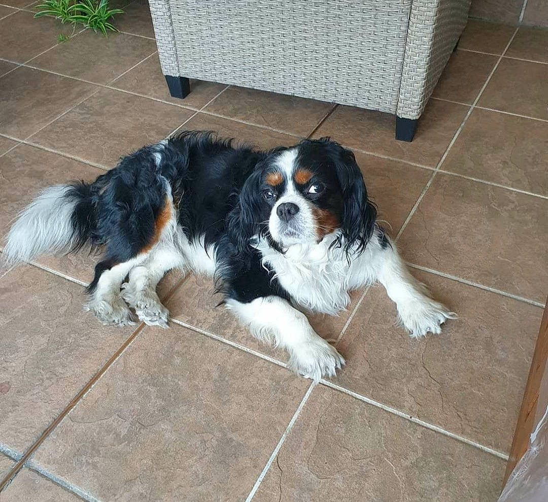 Foxy participe au concours pour gagner de l'argent avec cette photo : canidae, carnivore, cavalier_king_charles_spaniel, companion_dog, dog, dog_breed, floor, flooring, flowerpot, fur, gun_dog, king_charles_spaniel, sporting_group, tail, toy_dog, working_dog