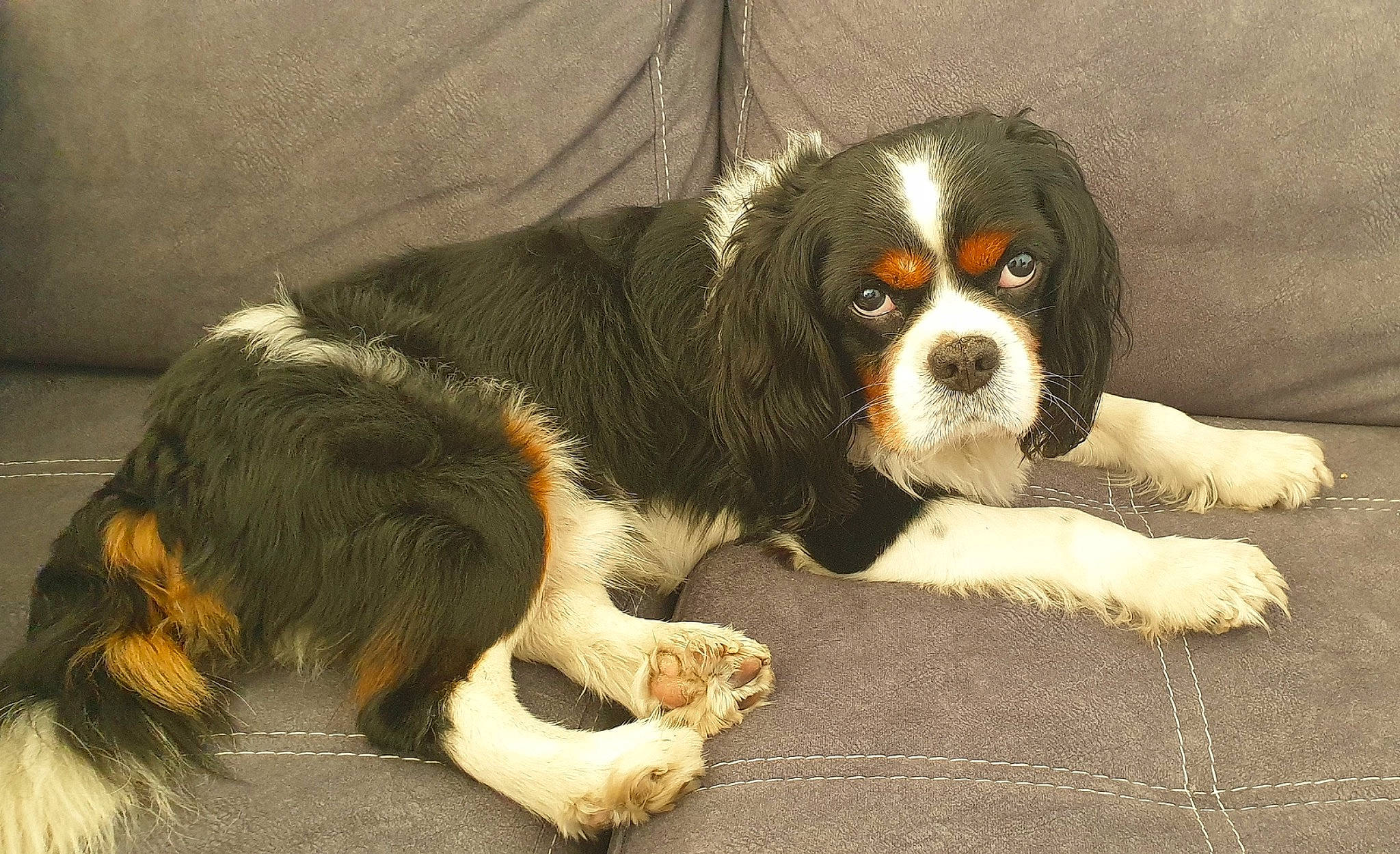 Foxy a rejoint le concours — aidez-le/la à gagner de superbes lots ! ball, bored, canidae, carnivore, cavalier_king_charles_spaniel, companion_dog, dog, dog_breed, fur, king_charles_spaniel, paw, puppy, snout, spaniel, sporting_group, tail, terrestrial_animal, toy_dog, working_animal, working_dog