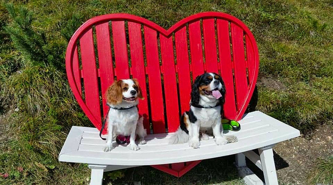 Foxy participe au concours pour gagner de l'argent avec cette photo : canidae, carnivore, chair, collar, companion_dog, dog, dog_breed, dog_collar, dog_supply, grass, leisure, mammal, outdoor_furniture, pet_supply, plant, porch, sporting_group, table, vertebrate, working_dog