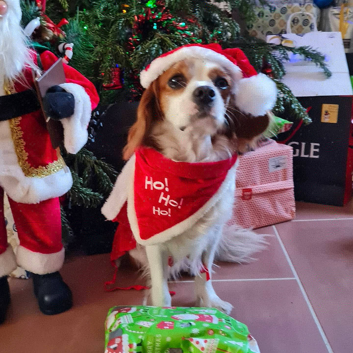 Hievy participe au concours pour gagner de l'argent avec cette photo : canidae, carnivore, cavalier_king_charles_spaniel, christmas_ornament, christmas_tree, collar, companion_dog, dog, dog_breed, dog_clothes, dog_supply, event, fawn, fur, holiday, leash, pet_supply, santa_claus, snout, sporting_group