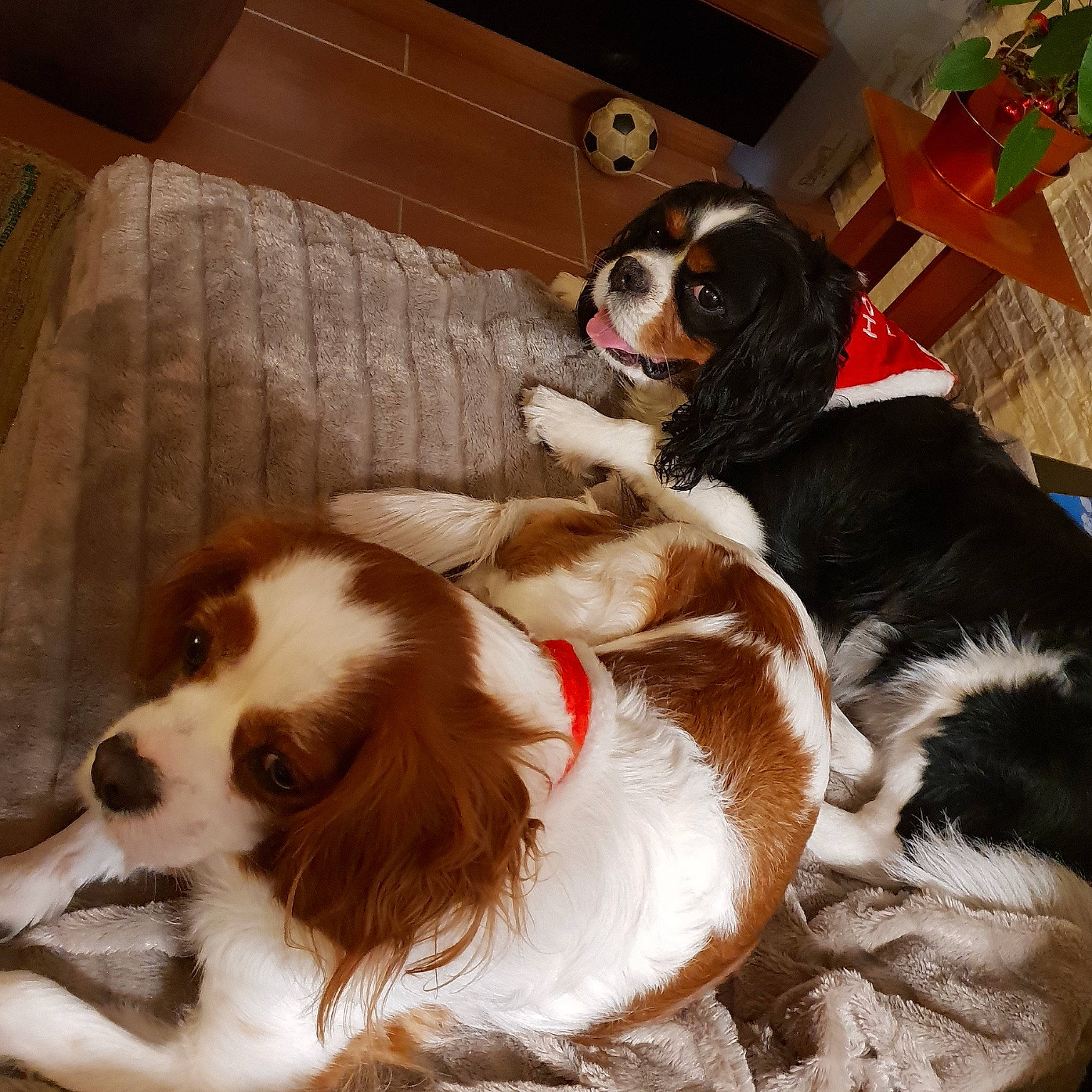 Hievy participe au concours pour gagner de l'argent avec cette photo : bored, box, canidae, carnivore, carton, collar, comfort, companion_dog, couch, dog, dog_breed, fawn, flowerpot, fur, houseplant, liver, shipping_box, snout, sporting_group, working_animal