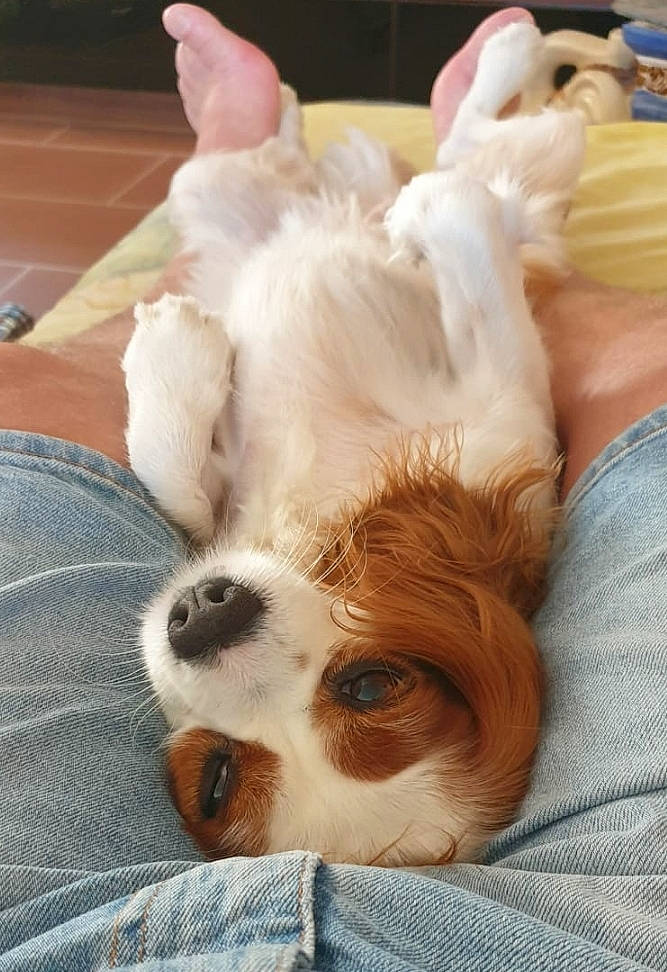 Hievy participe au concours pour gagner de l'argent avec cette photo : bed, canidae, carnivore, comfort, companion_dog, dog, dog_breed, ear, eye, fawn, linens, liver, mammal, paw, snout, sporting_group, terrestrial_animal, toy_dog, whiskers, working_animal