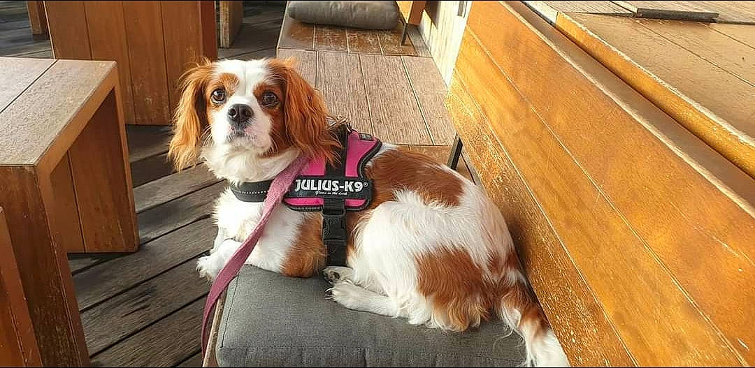 Hievy participe au concours pour gagner de l'argent avec cette photo : canidae, carnivore, cavalier_king_charles_spaniel, collar, companion_dog, dog, dog_breed, dog_supply, fawn, flooring, hardwood, liver, pet_supply, snout, spaniel, sporting_group, tail, toy_dog, wood, wood_stain