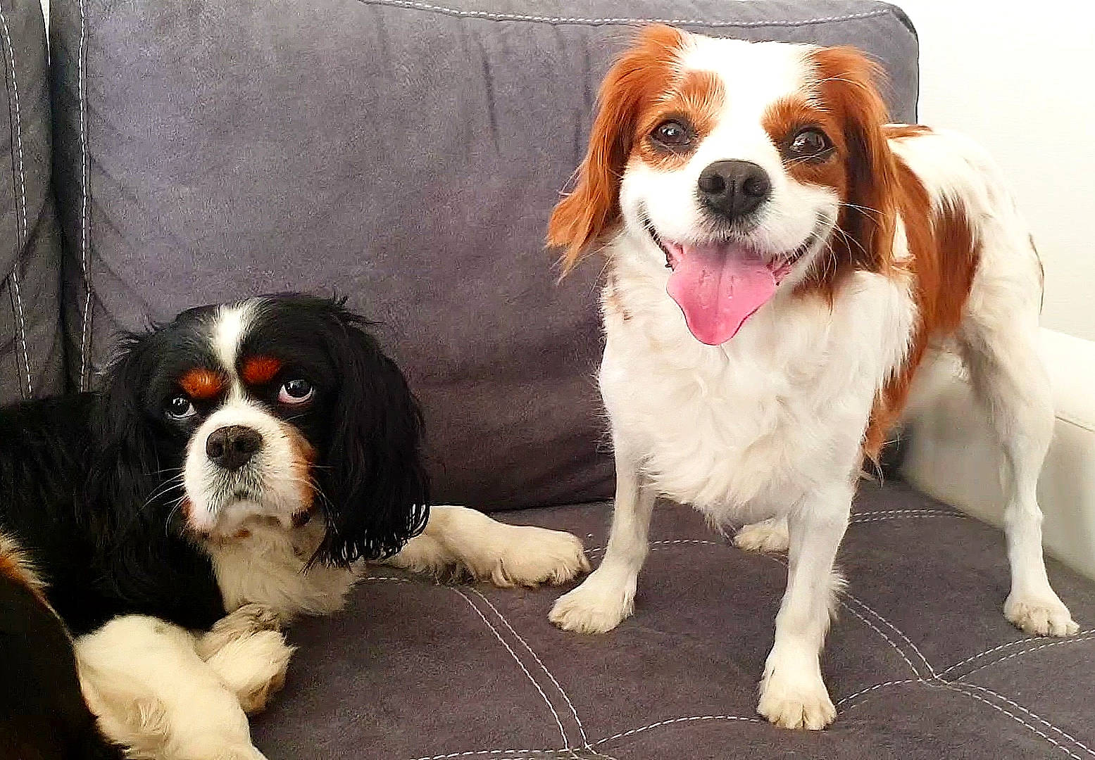 Hievy a rejoint le concours — aidez-le/la à gagner de superbes lots ! bored, canidae, carnivore, cavalier_king_charles_spaniel, companion_dog, dog, dog_breed, dog_supply, fur, king_charles_spaniel, liver, paw, smile, snout, spaniel, sporting_group, tail, toy_dog, working_animal, working_dog