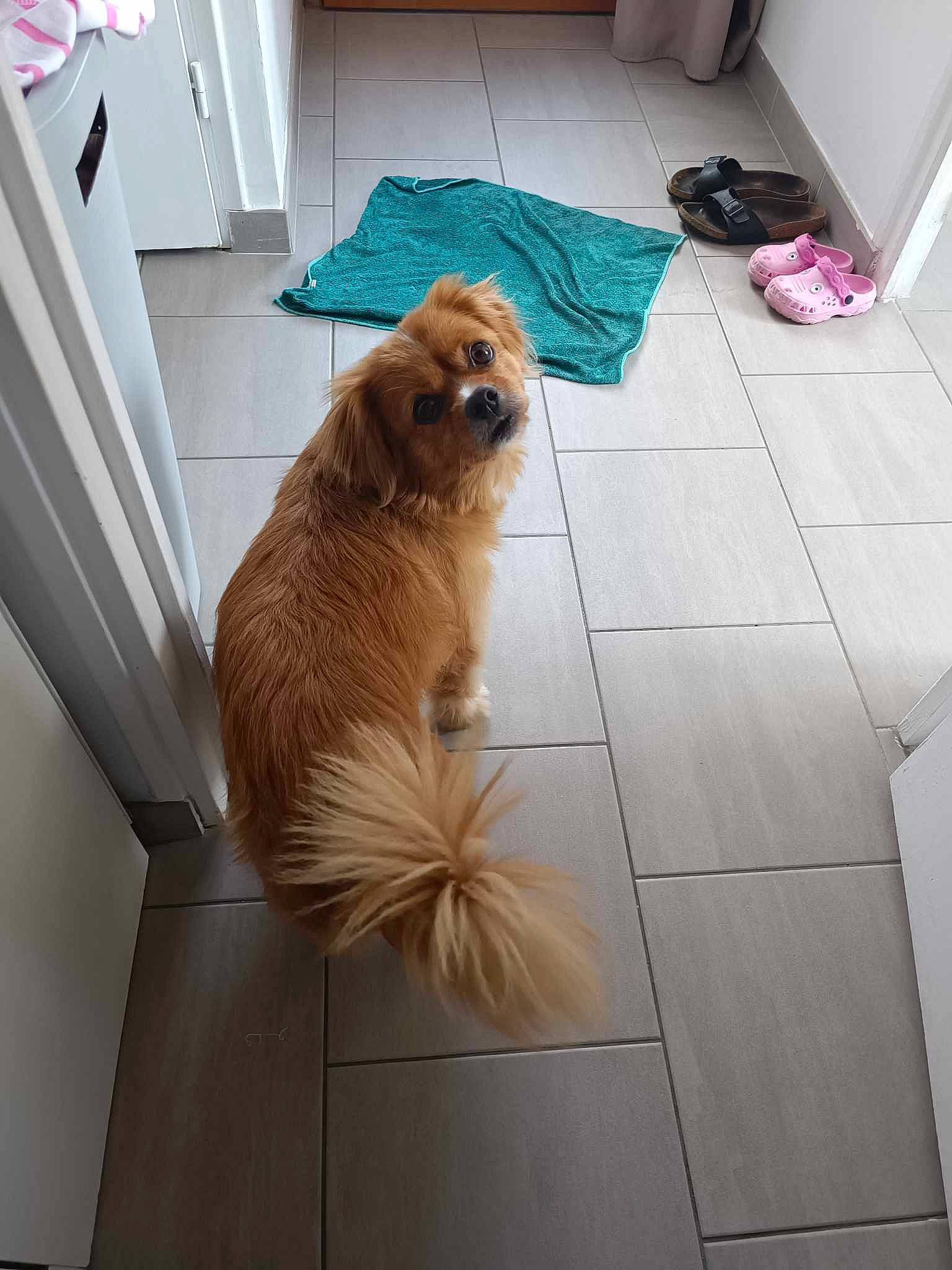 Isis participe au concours pour gagner de l'argent avec cette photo : carnivore, collar, companion_dog, dog, dog_breed, dog_supply, fawn, felidae, floor, flooring, german_spitz, hardwood, liver, pet_supply, spitz, tile_flooring, toy_dog, whiskers, wood, working_animal