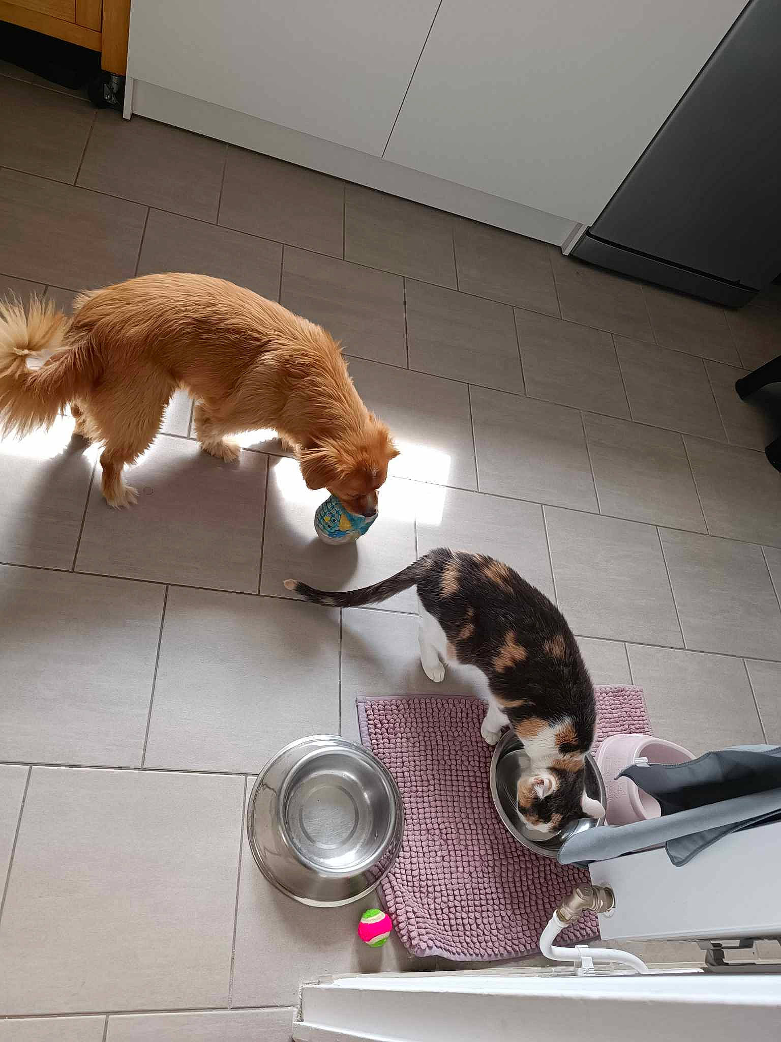 Isis participe au concours pour gagner de l'argent avec cette photo : brown, canidae, carnivore, cat, collar, companion_dog, dog_breed, domestic_short_haired_cat, fawn, felidae, floor, flooring, hardwood, pet_supply, small_to_medium_sized_cats, sporting_group, tail, vertebrate, whiskers, wood