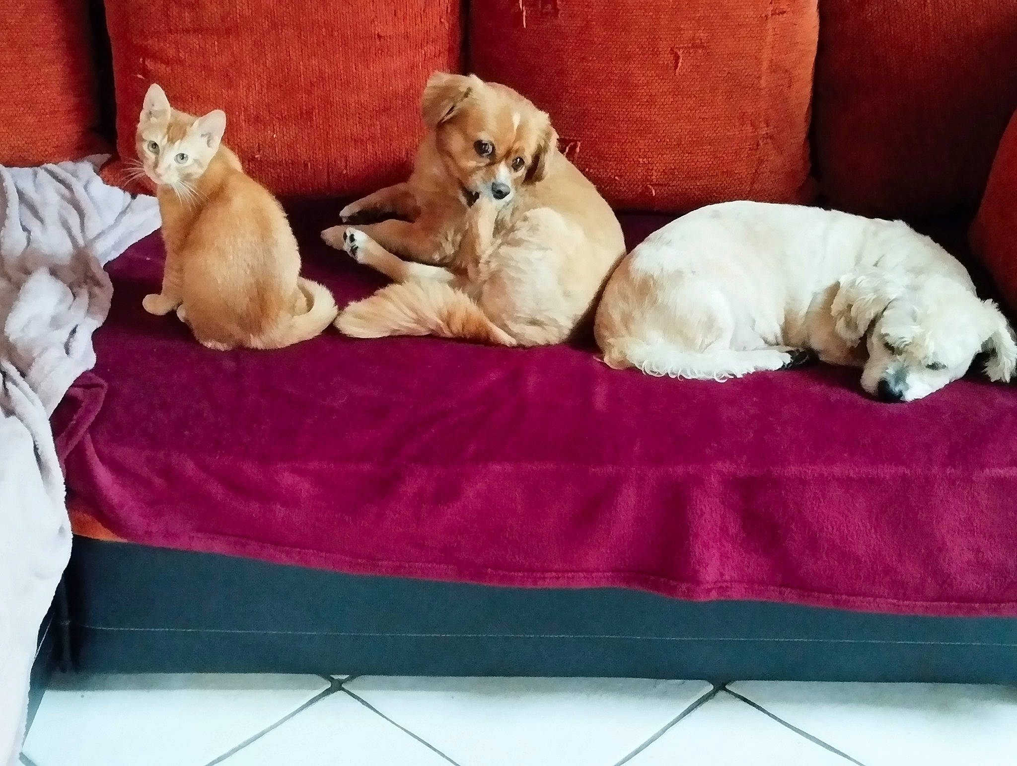 Helios a rejoint le concours — aidez-le/la à gagner de superbes lots ! bed, bed_sheet, bedding, carnivore, cat, comfort, companion_dog, dog, dog_breed, fawn, felidae, fur, linens, nap, paw, small_to_medium_sized_cats, tail, toy, vertebrate, whiskers