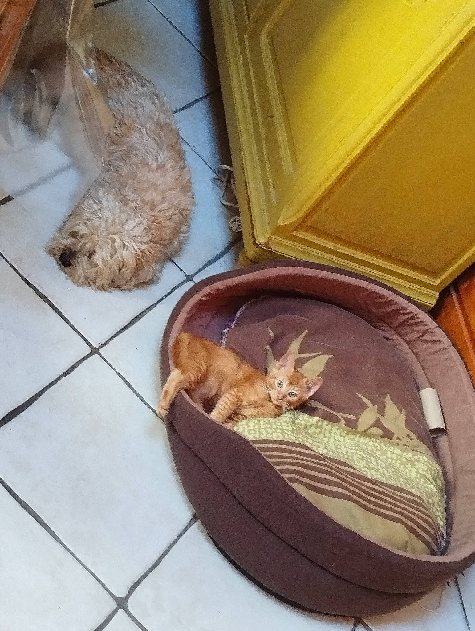 Helios participe au concours pour gagner de l'argent avec cette photo : carnivore, companion_dog, dog_breed, fawn, floor, flooring, fur, hardwood, home_accessories, liver, pet_supply, plywood, rectangle, room, sandal, sporting_group, tail, watch, wood, wood_stain