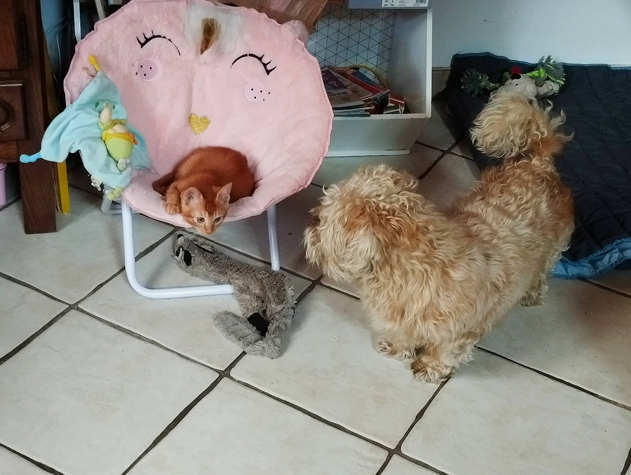 Utopie a rejoint le concours — aidez-le/la à gagner de superbes lots ! canidae, carnivore, companion_dog, couch, dog, dog_breed, dog_collar, dog_supply, fawn, flooring, fur, labradoodle, pet_supply, poodle, sporting_group, tail, terrier, toy, toy_dog, working_animal