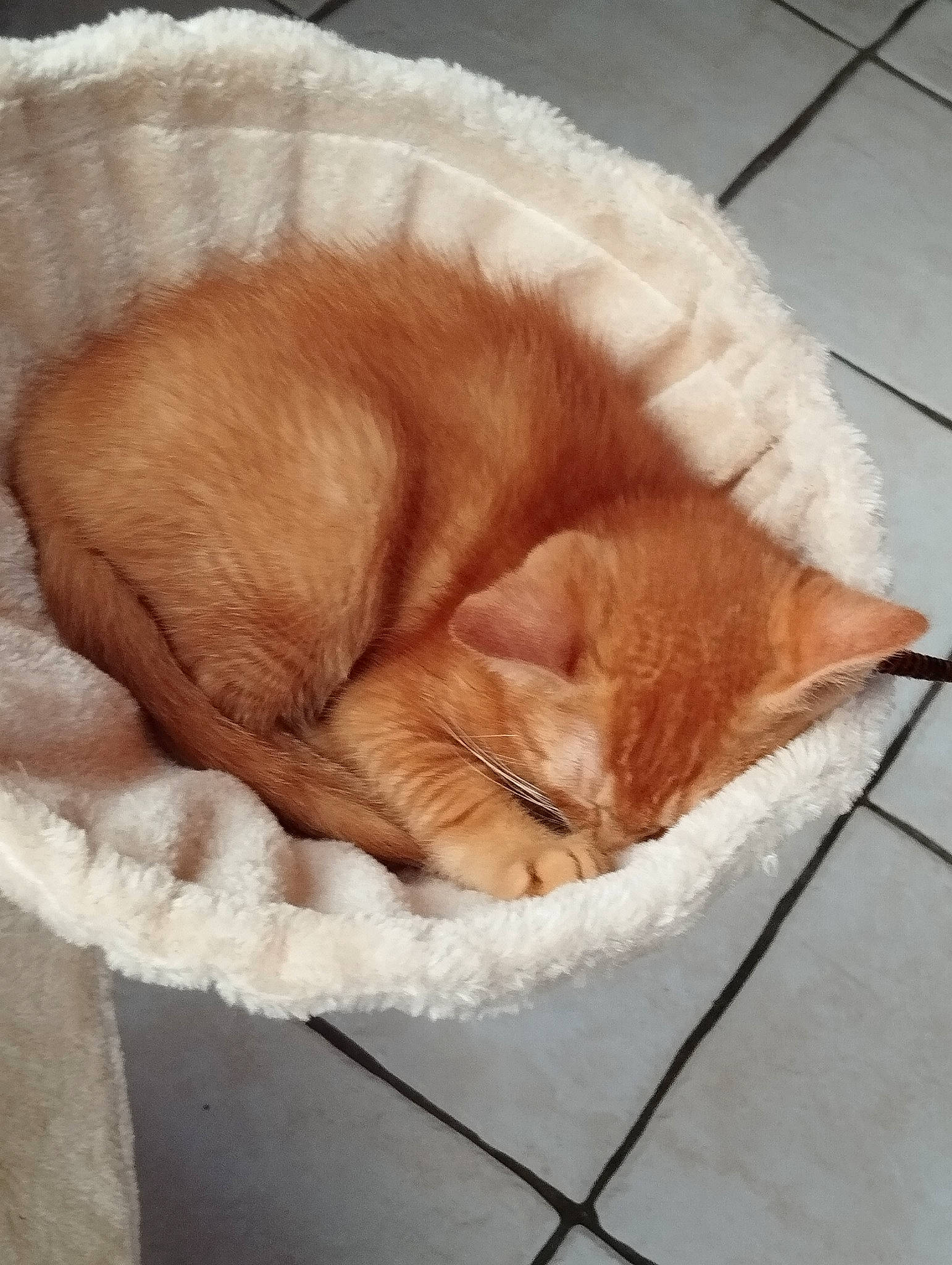 Utopie participe au concours pour gagner de l'argent avec cette photo : carnivore, cat, cat_bed, cat_supply, claw, comfort, domestic_short_haired_cat, eye, fawn, felidae, flooring, fur, nap, pet_supply, small_to_medium_sized_cats, snout, tail, whiskers, window, wood