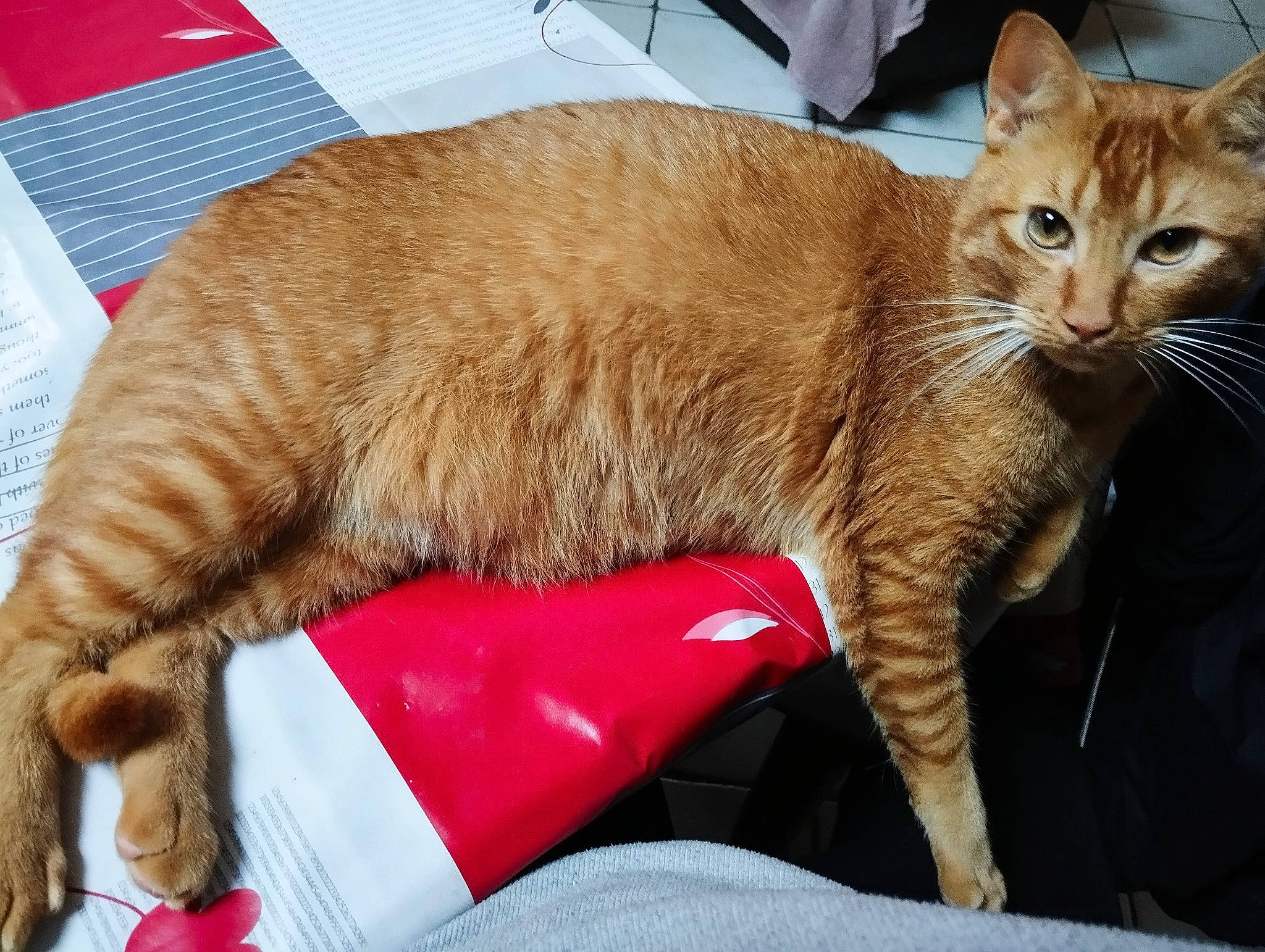 Utopie a rejoint le concours — aidez-le/la à gagner de superbes lots ! carnivore, cat, claw, collar, comfort, domestic_short_haired_cat, fawn, felidae, fur, lap, nap, paw, pet_supply, small_to_medium_sized_cats, snout, tail, whiskers