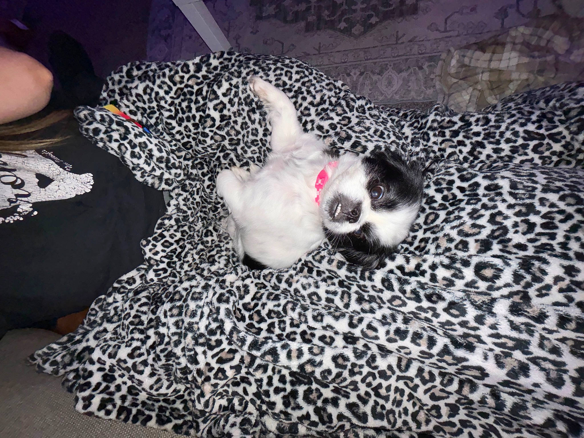 Bella is registered to the contest to win money with this photo: carnivore, carpet, comfort, darkness, entertainment, felidae, flash_photography, flesh, flooring, fur, grey, head, linens, monochrome, monochrome_photography, nap, non_sporting_group, pattern, room, visual_arts