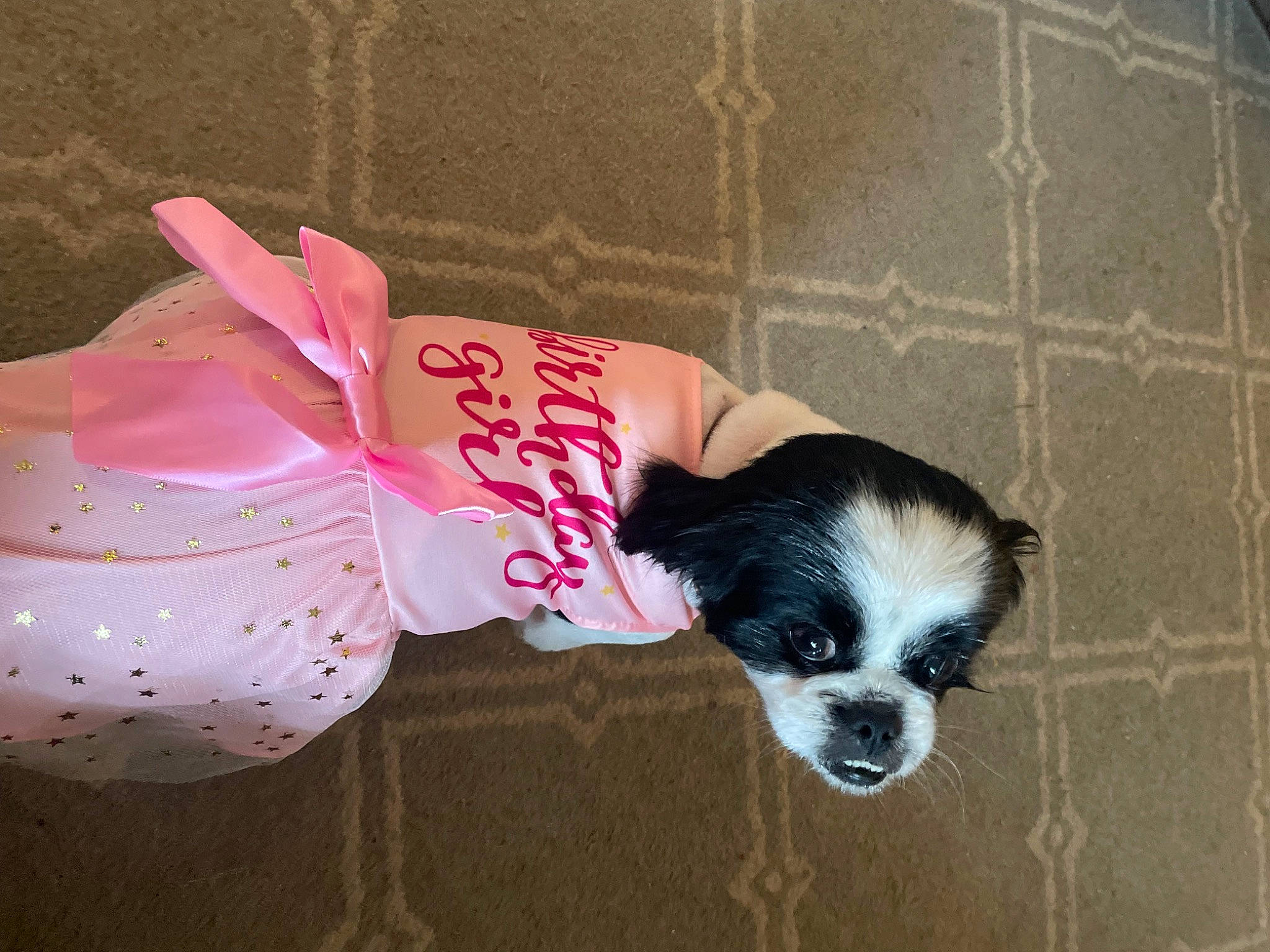 Bella is registered to the contest to win money with this photo: canidae, carmine, carnivore, companion_dog, dog, dog_breed, dog_supply, fawn, fur, magenta, non_sporting_group, paw, sporting_group, terrestrial_animal, toy, toy_dog, whiskers, working_animal