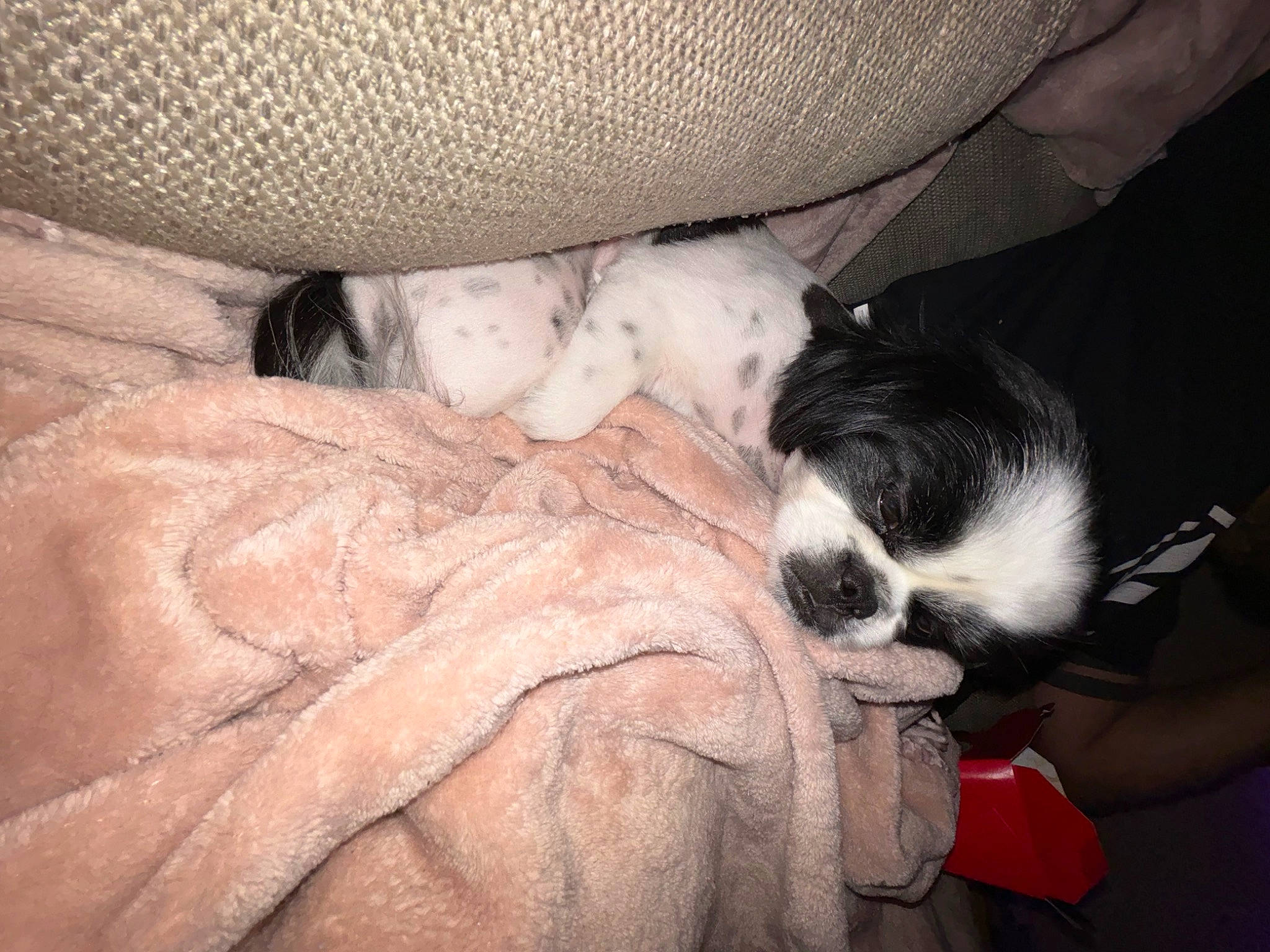 Bella is registered to the contest to win money with this photo: bored, canidae, carnivore, cat, claw, comfort, companion_dog, dog_breed, felidae, fur, human_leg, nap, paw, sleep, small_to_medium_sized_cats, snout, sporting_group, tail, terrestrial_animal, whiskers