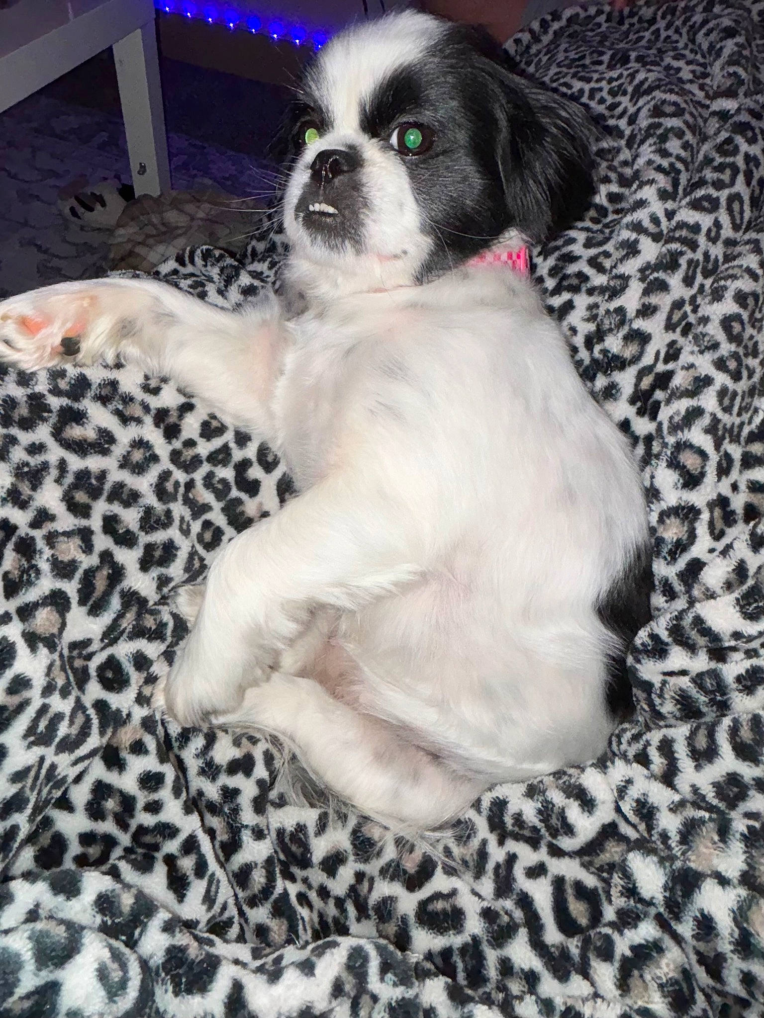 Bella is registered to the contest to win money with this photo: canidae, carnivore, comfort, companion_dog, dog, dog_breed, flooring, fur, non_sporting_group, pattern, snout, sporting_group, toy_dog, whiskers, working_animal