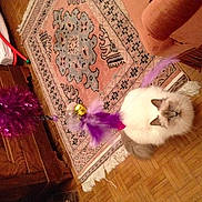 Geisha participe au concours pour gagner de l'argent avec cette photo :