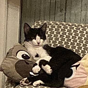 Angy a rejoint le concours — aidez-le/la à gagner de superbes lots ! cat, black_and_white, plush_pillow, patterned_chair, indoor, cozy, relaxed, furniture, cute, pet, animal, resting, cushion, home, domestic, soft_toys, seated, comfort, whiskers, ears