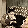 cat, black_and_white, plush_pillow, patterned_chair, indoor, cozy, relaxed, furniture, cute, pet, animal, resting, cushion, home, domestic, soft_toys, seated, comfort, whiskers, ears