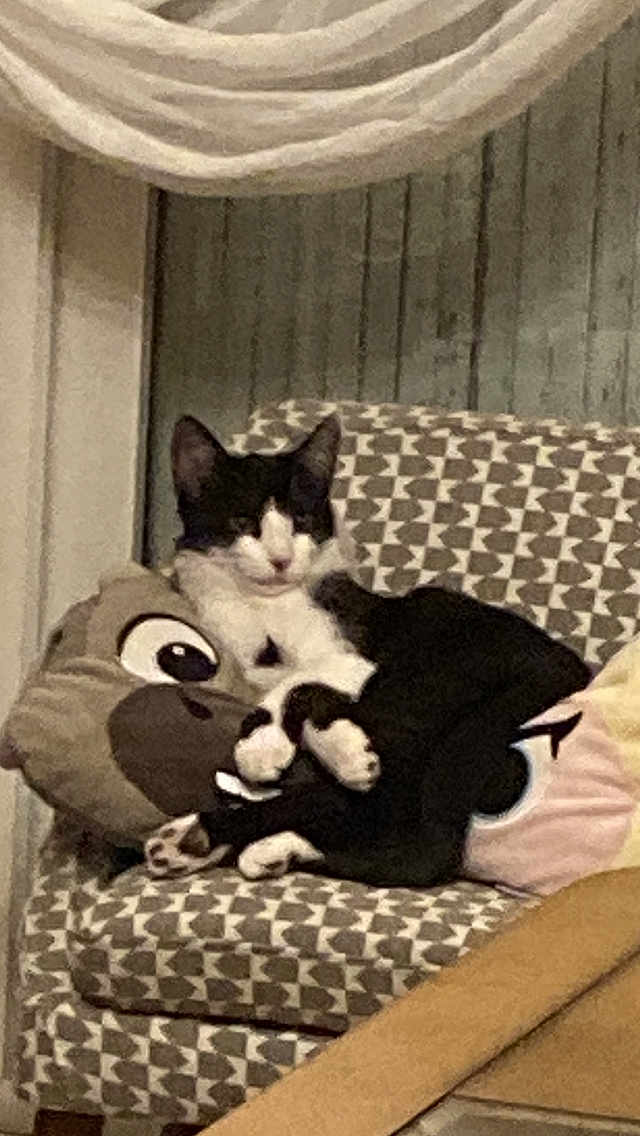 Angy a rejoint le concours — aidez-le/la à gagner de superbes lots ! cat, black_and_white, plush_pillow, patterned_chair, indoor, cozy, relaxed, furniture, cute, pet, animal, resting, cushion, home, domestic, soft_toys, seated, comfort, whiskers, ears