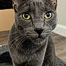 cat, gray_cat, yellow_eyes, indoor, pet, feline, close_up, portrait, whiskers, ears, floor, carpet, background_blur, painting, modern_interior, animal, cute, looking, sitting, domestic_cat