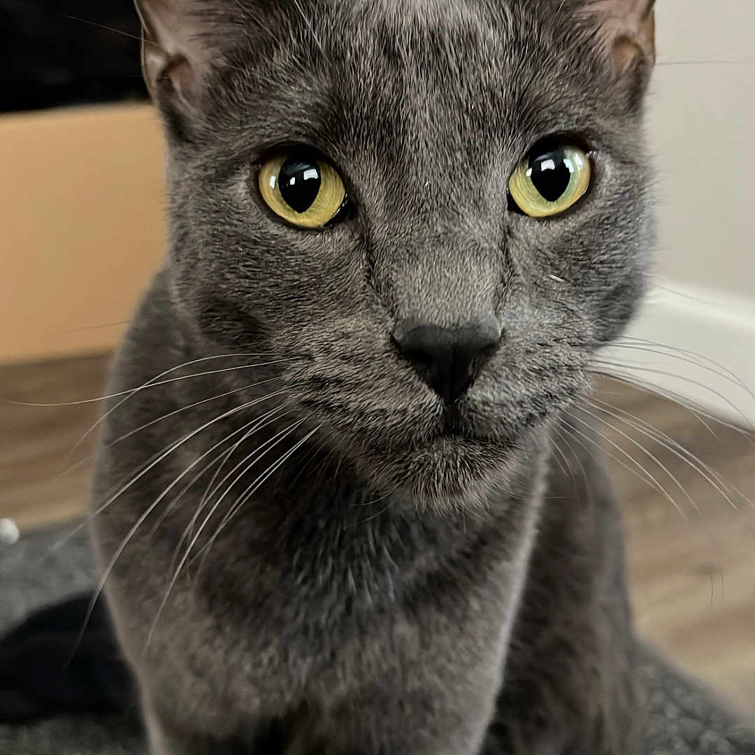 Loki