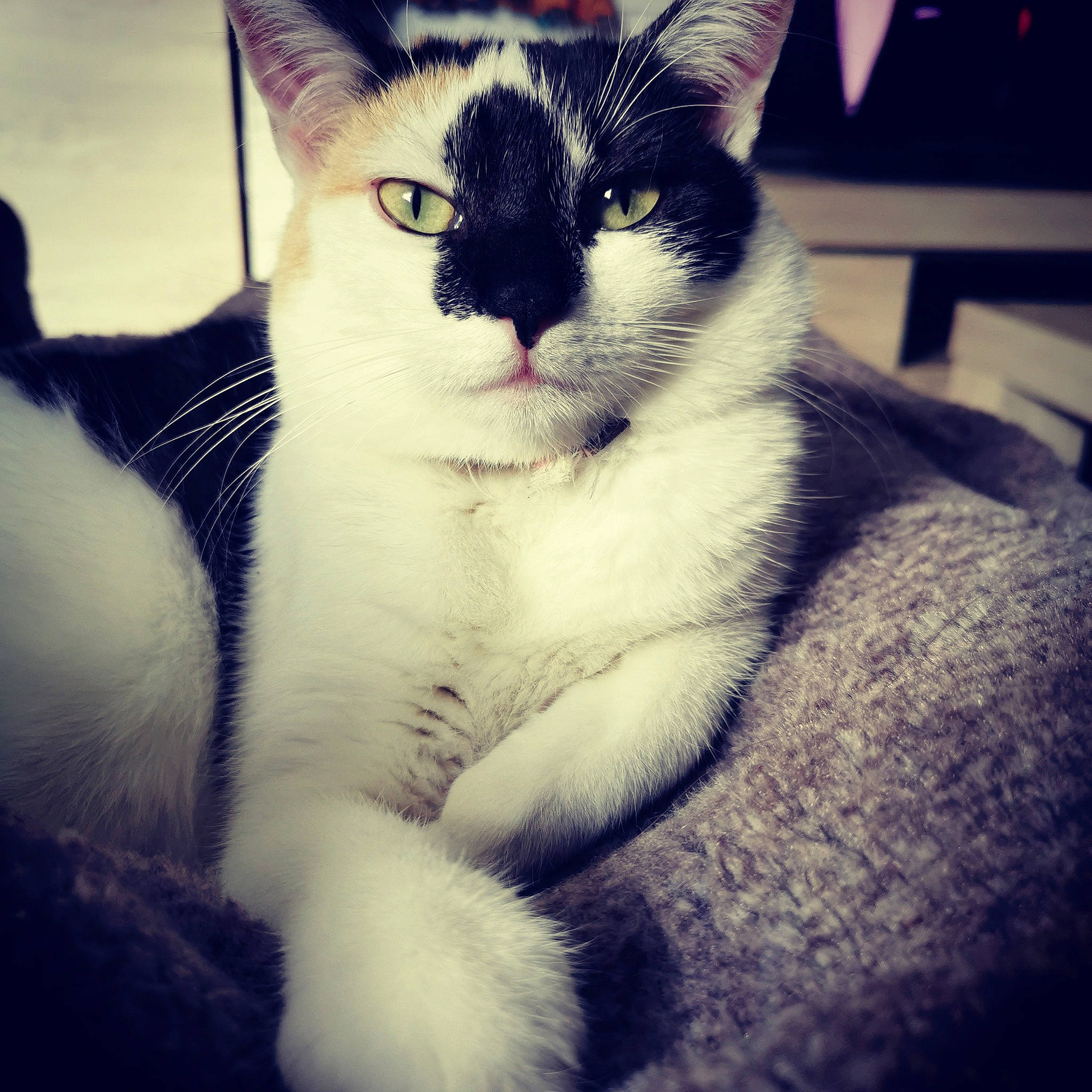 Rosy participe au concours pour gagner de l'argent avec cette photo : asian, black_and_white, carnivore, cat, cloud, domestic_short_haired_cat, ear, eye, felidae, fur, head, kitten, mammal, nose, polydactyl_cat, sky, small_to_medium_sized_cats, snout, whiskers