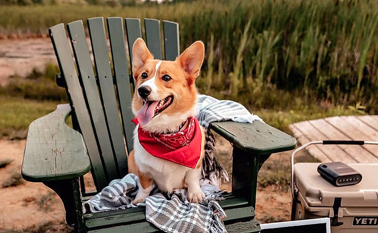 Champion joined the competition — help win amazing prizes! canidae, cardigan_welsh_corgi, carnivore, companion_dog, design, dog, dog_breed, mammal, pattern, pembroke_welsh_corgi, vertebrate, welsh_corgi