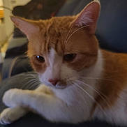 Peanut joined the competition — help win amazing prizes! cat, orange_cat, white_cat, pet, indoor, couch, furniture, close_up, face, whiskers, ears, paws, resting, domestic_cat, animal, cute, fur, mammal, relaxing, household