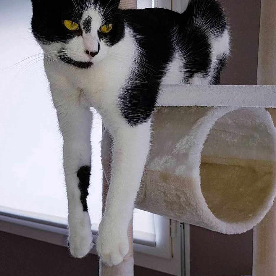 Nala participe au concours pour gagner de l'argent avec cette photo : animal, black_and_white, cat, cat_tree, curious, feline, fur, home, indoor, paw, pet, play_structure, relaxed, resting, soft_texture, stretching, vertical, whiskers, window, yellow_eyes