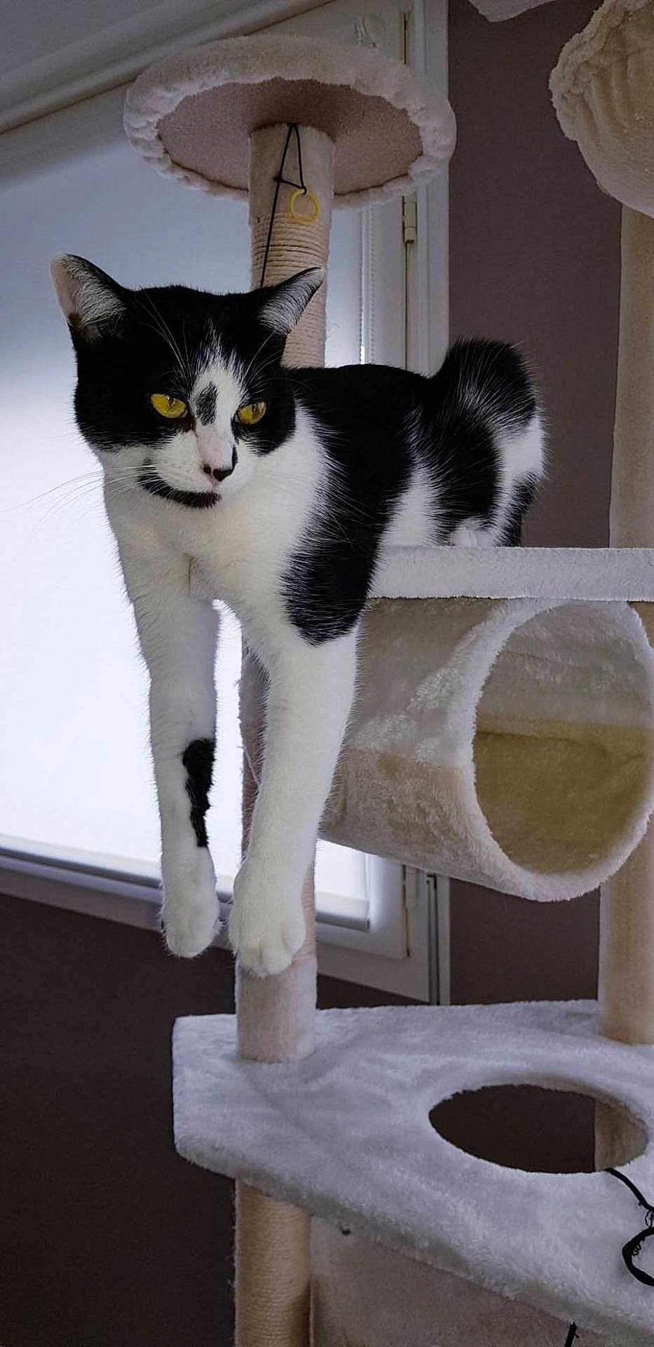 Nala participe au concours pour gagner de l'argent avec cette photo : cat, black_and_white, cat_tree, feline, pet, indoor, window, stretching, fur, whiskers, yellow_eyes, relaxed, curious, animal, paw, soft_texture, home, resting, vertical, play_structure