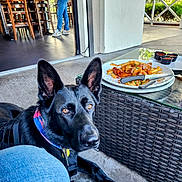 Bella Noche is registered to the contest to win money with this photo: animal, black_dog, chair, chicken, collar, curious, dog, floor, fries, german_shepherd, glass_table, jeans, outdoor, patio, person, pet, plate, restaurant, table, white_shirt