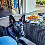 animal, black_dog, chair, chicken, collar, curious, dog, floor, fries, german_shepherd, glass_table, jeans, outdoor, patio, person, pet, plate, restaurant, table, white_shirt