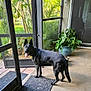 backyard, black_dog, canine, dog, door, furniture, greenery, home, indoor, leafy_plants, mat, outdoor, pavement, pet, plants, porch, relaxation, screen_door, sunlight, tongue_out