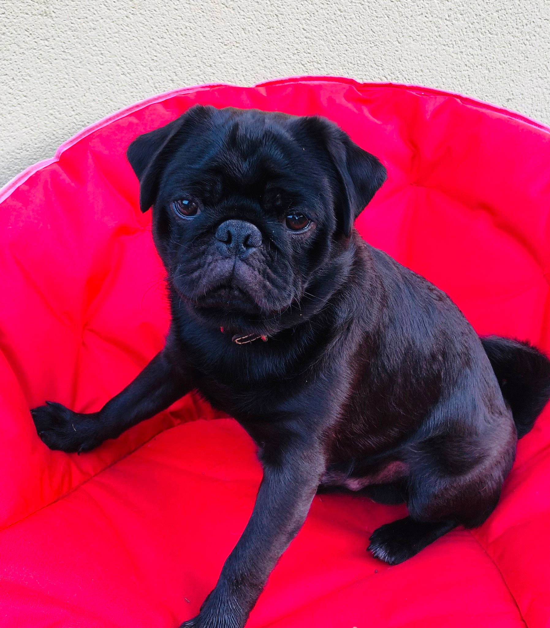 Baloo a rejoint le concours — aidez-le/la à gagner de superbes lots ! canidae, carmine, carnivore, companion_dog, dog, dog_breed, electric_blue, fawn, magenta, non_sporting_group, pug, snout, sporting_group, toy_dog, working_animal, wrinkle