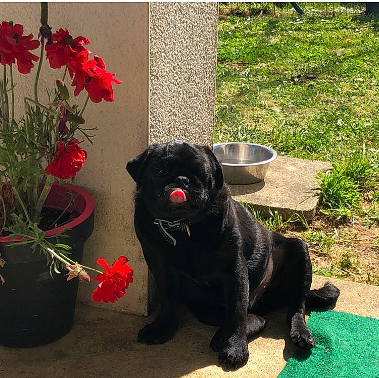 Baloo participe au concours pour gagner de l'argent avec cette photo : annual_plant, black_cat, carnivore, companion_dog, dog_breed, fawn, felidae, flower, flowerpot, garden, grass, herbaceous_plant, houseplant, petal, plant, shrub, small_to_medium_sized_cats, tail, terrestrial_animal, toy