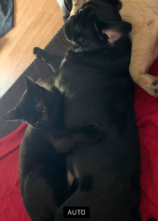 Baloo participe au concours pour gagner de l'argent avec cette photo : black_cat, carnivore, cat, comfort, companion_dog, dog, dog_breed, domestic_short_haired_cat, ear, fawn, felidae, flooring, fur, gesture, grey, hardwood, small_to_medium_sized_cats, snout, tail, whiskers