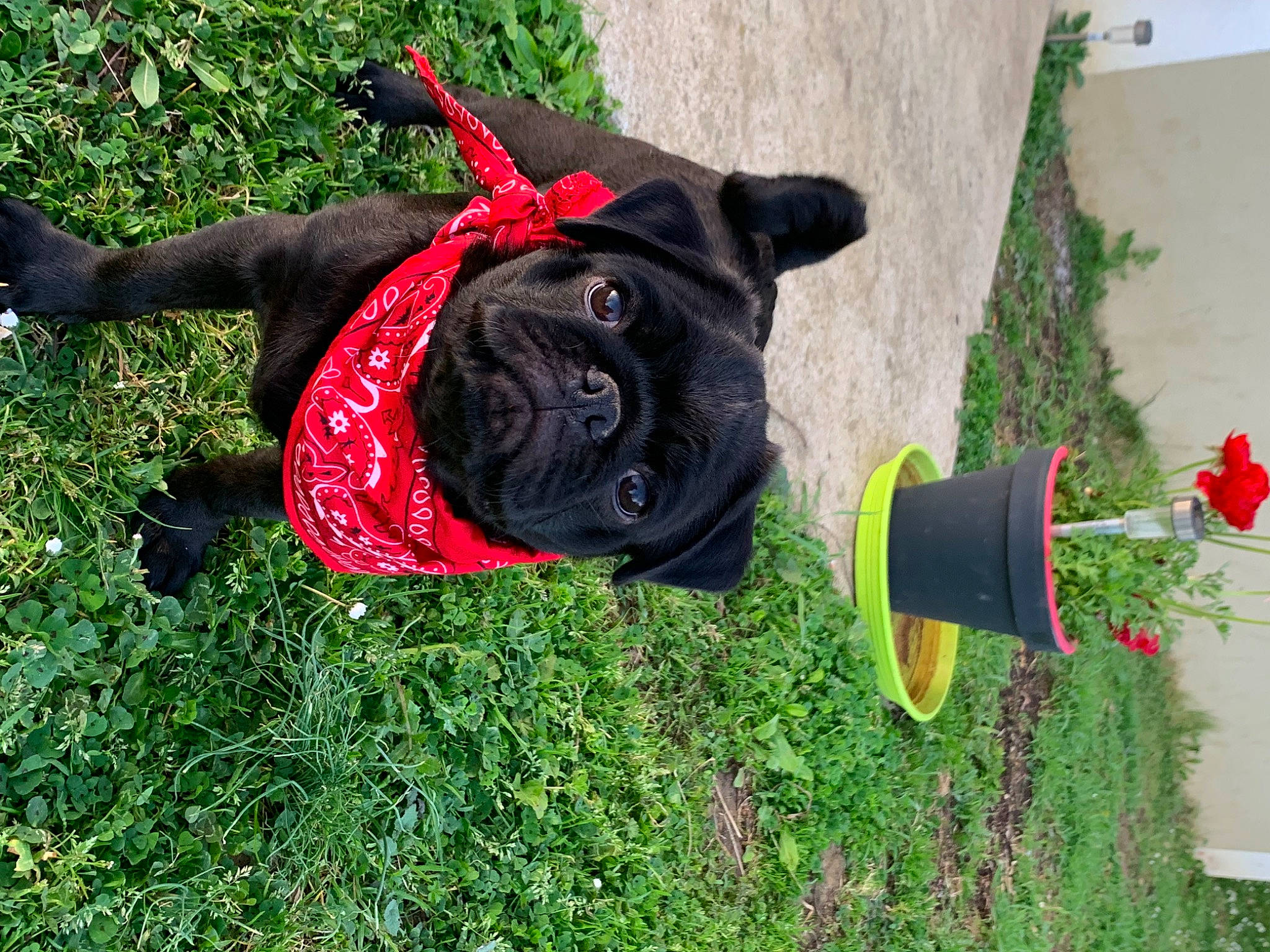 Baloo a rejoint le concours — aidez-le/la à gagner de superbes lots ! carnivore, collar, companion_dog, dog, dog_breed, dog_clothes, dog_collar, dog_supply, fawn, grass, lawn, lawn_ornament, leash, pet_supply, plant, snout, sporting_group, tail, toy, working_animal