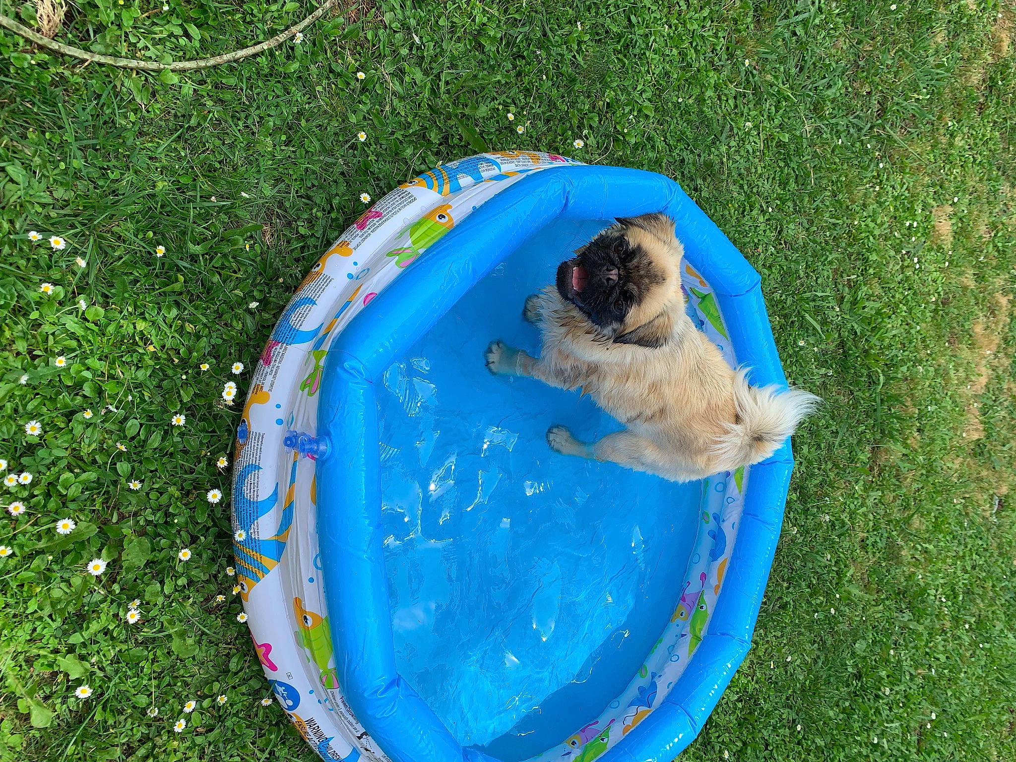 Wikette participe au concours pour gagner de l'argent avec cette photo : backyard, canidae, carnivore, circle, companion_dog, dog_breed, electric_blue, grass, groundcover, lawn, leisure, play, recreation, sporting_group, tail, yard